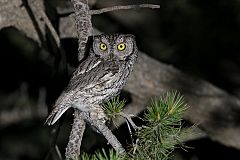 Western Screech-Owl perching/standing at Texas, United States