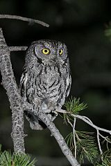 Western Screech-Owl perching/standing at Texas, United States