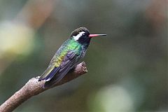 White-eared Hummingbird perching/standing at El Salvador