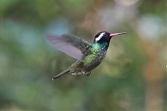 White-eared Hummingbird flying at El Salvador