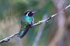 White-eared Hummingbird perching/standing at El Salvador