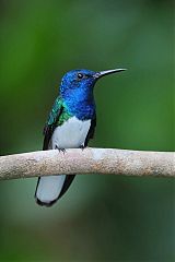 White-necked Jacobin perching/standing at Panama