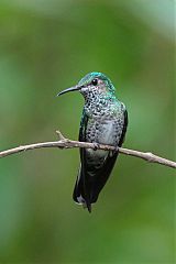 White-necked Jacobin perching/standing at Panama