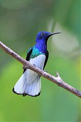 White-necked Jacobin perching/standing at Panama