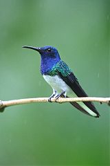 White-necked Jacobin at Colombia