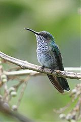 White-necked Jacobin at Colombia