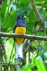 White-tailed Trogon perching/standing at Panama