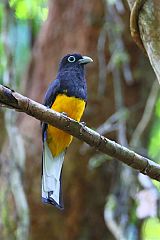 White-tailed Trogon perching/standing at Panama