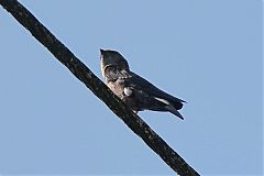 White-thighed Swallow perching/standing at Panama