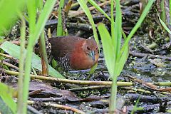 White-throated Crake perching/standing at Colón, Panama