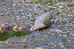 White-tipped Dove at Panama