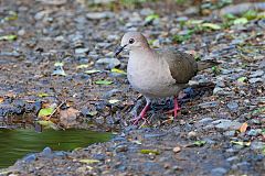 White-tipped Dove perching/standing at Panama