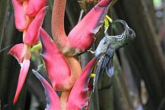 White-tipped Sicklebill foraging/eating at Panama