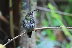 White-tipped Sicklebill perching/standing at Panama
