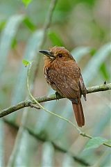 White-whiskered Puffbird perching/standing at Panama