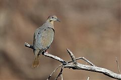 White-winged Dove perching/standing at Texas, United States