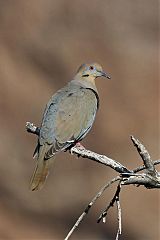 White-winged Dove perching/standing at Texas