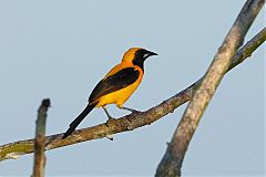 Yellow-backed Oriole perching/standing at Panama
