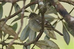 Yellow-bellied Flycatcher perching/standing at El Salvador