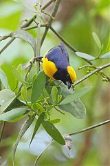 Yellow-crowned Euphonia foraging/eating at Panama