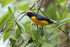 Yellow-crowned Euphonia perching/standing at Panama