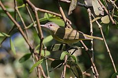Yellow-green Vireo perching/standing at Panama