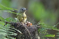 Yellow-olive Flatbill nesting at Panama
