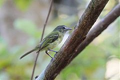 Yellow-olive Flatbill perching/standing at Panama