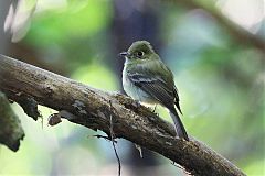 Yellowish Flycatcher perching/standing at El Salvador