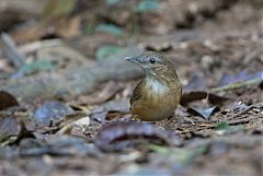 Abbott's Babbler perching/standing at Nakhon Ratchasima, Thailand