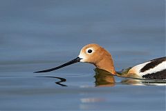 American Avocet wading at Colorado, United States