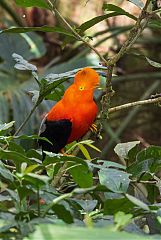 Andean Cock-of-the-rock perching/standing at Ecuador