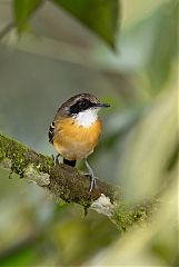 Black-faced Antbird perching/standing at Ecuador