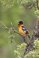 Black-headed Grosbeak calling/singing at Colorado, United States