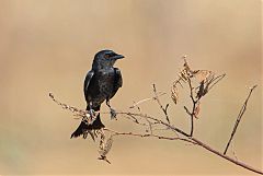 Black Drongo perching/standing at Nakhon Ratchasima, Thailand