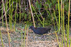 Black Rail walking/running at Florida, United States