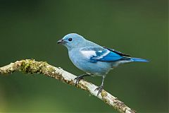 Blue-gray Tanager perching/standing at Ecuador