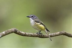 Blue-headed Vireo perching/standing at North Carolina, United States