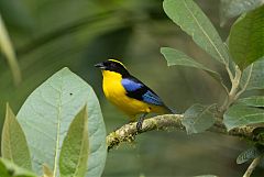 Blue-winged Mountain Tanager perching/standing at Colombia