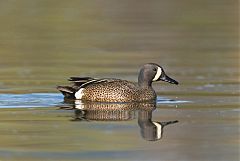 Blue-winged Teal swimming at Colorado, United States