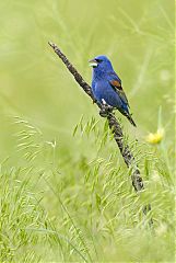 Blue Grosbeak calling/singing at Colorado, United States