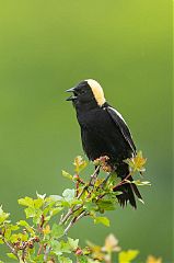 Bobolink calling/singing at Colorado, United States