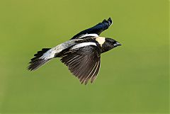 Bobolink flying at Colorado, United States