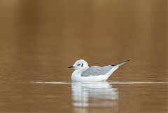 Bonaparte's Gull swimming at Colorado, United States