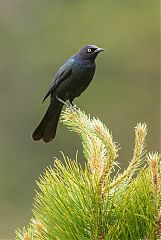 Brewer's Blackbird perching/standing at Colorado, United States