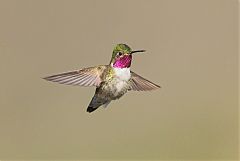Broad-tailed Hummingbird flying at Colorado, United States