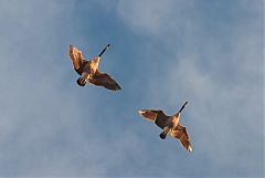 Canada Goose flying at Kansas, United States