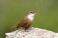 Canyon Wren calling/singing at Texas, United States