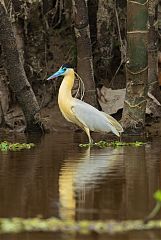 Capped Heron wading at Ecuador