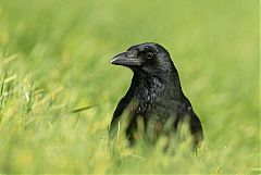 Carrion Crow perching/standing at United Kingdom